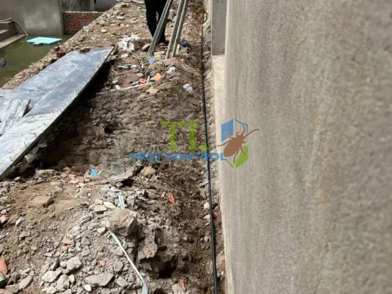 dịch vụ phòng chống mối