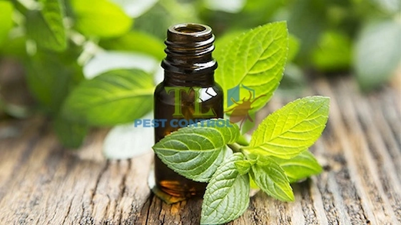 tinh dầu đuổi kiến ba khoang