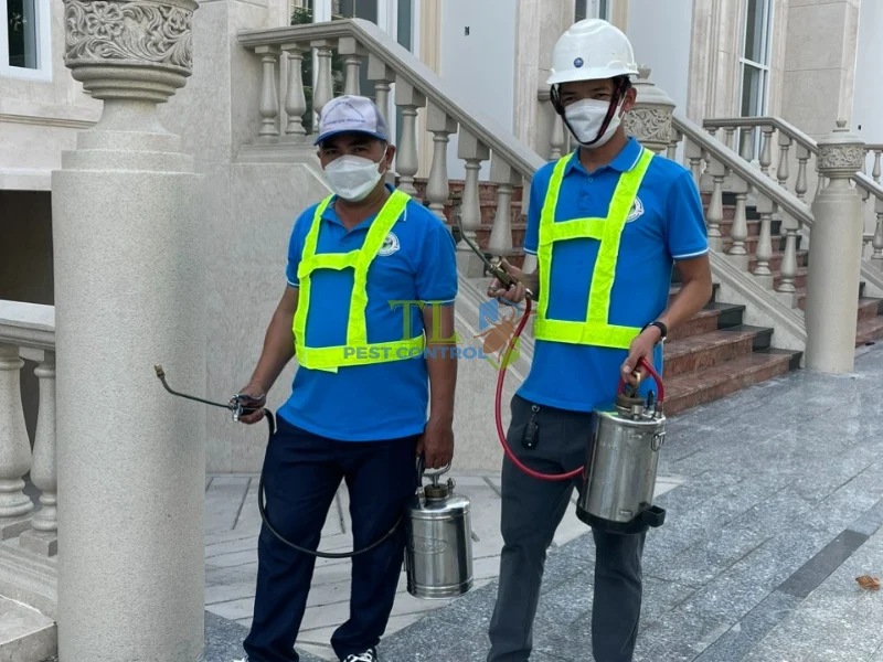 Mối ăn dây điện gây ra hậu quả gì?