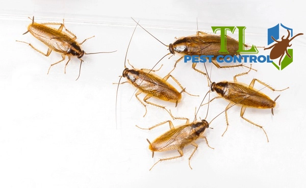 dịch vụ diệt gián đức