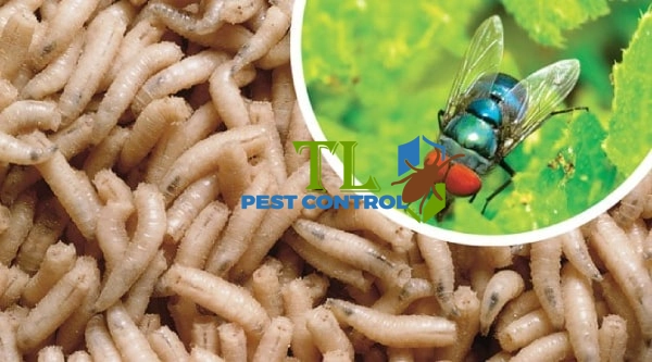 cách diệt giòi trong đất