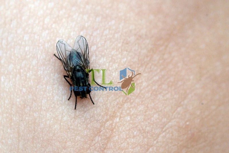 treo túi bóng nước đuổi ruồi