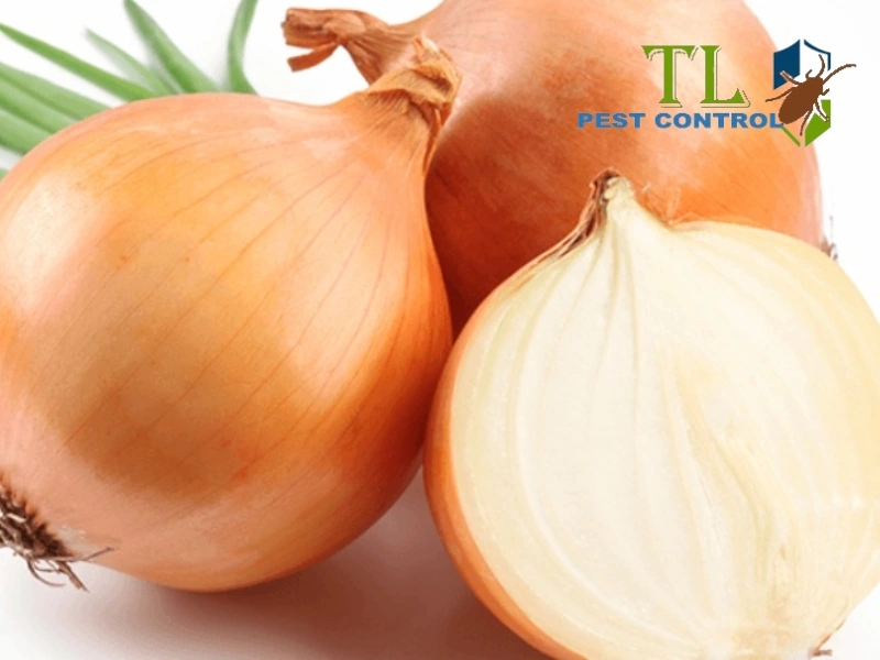 cách đuổi gián bằng hành tây