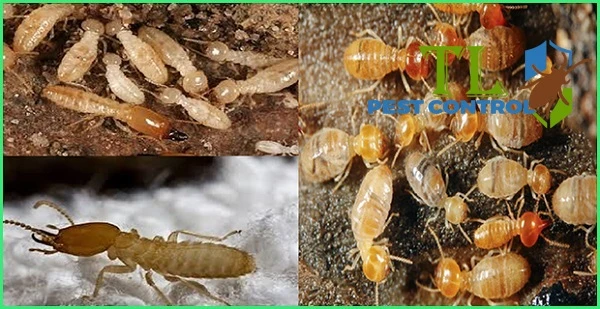 ống kỹ thuật Termite-pro