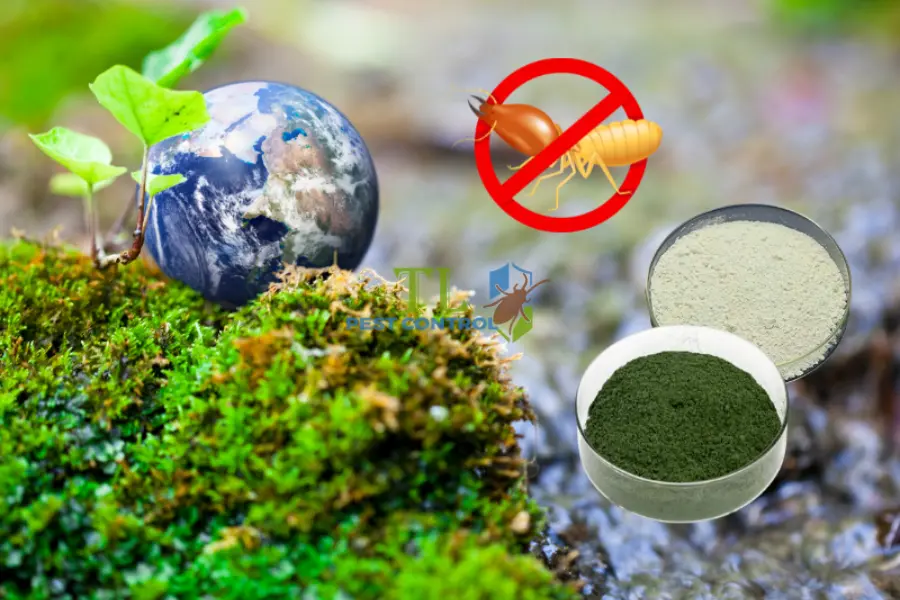 So Sánh Phương Pháp Diệt Mối Sinh Học và Truyền Thống 
