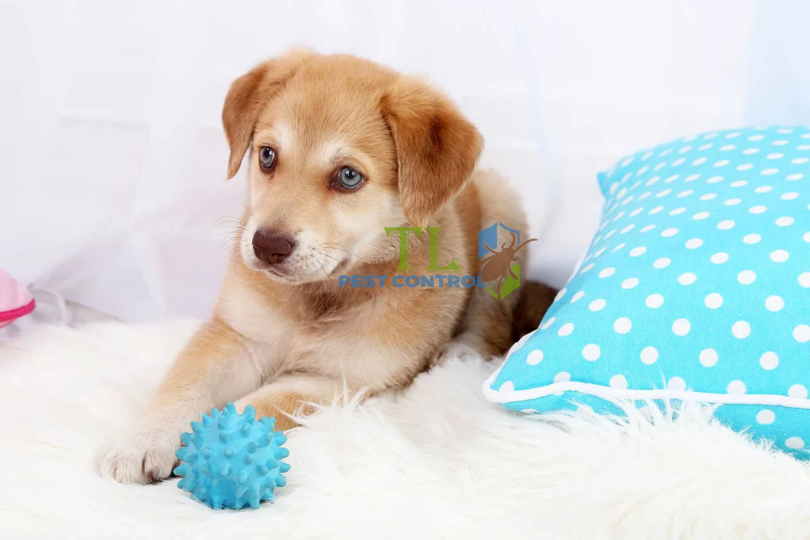 cách diệt ve chó trong nhà
