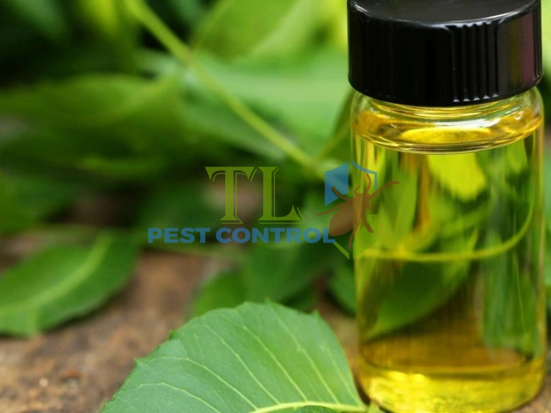 diệt mối cửa gỗ