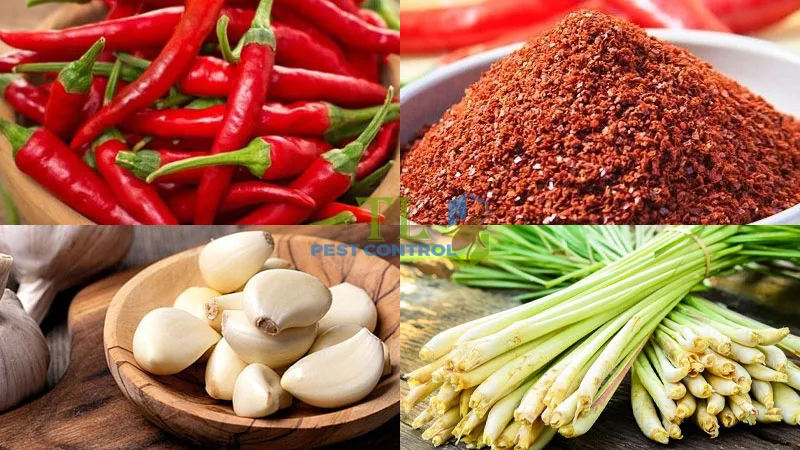 cách đuổi ong ruồi ra khỏi nhà
