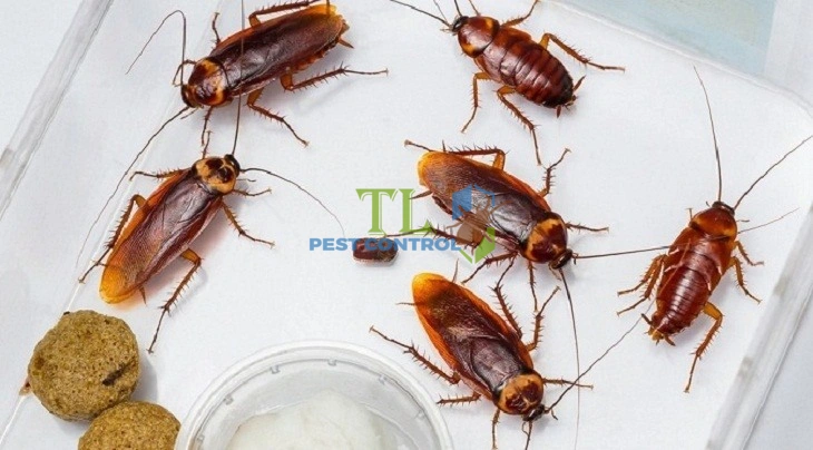 cách diệt gián trong nhà yến
