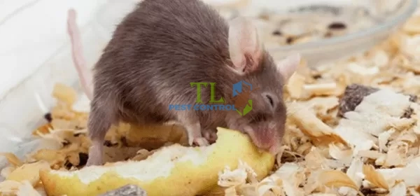 cách diệt chuột trong hang