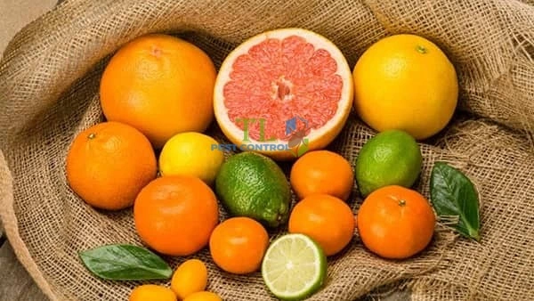 cách diệt ve chó bám trên tường