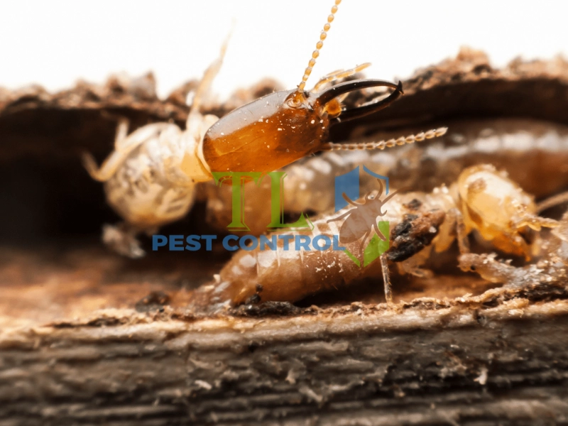diệt mối cho khách sạn