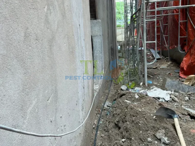 dịch vụ phòng chống mối