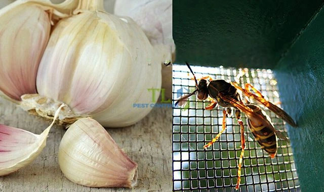 cách đuổi ong vàng ra khỏi nhà