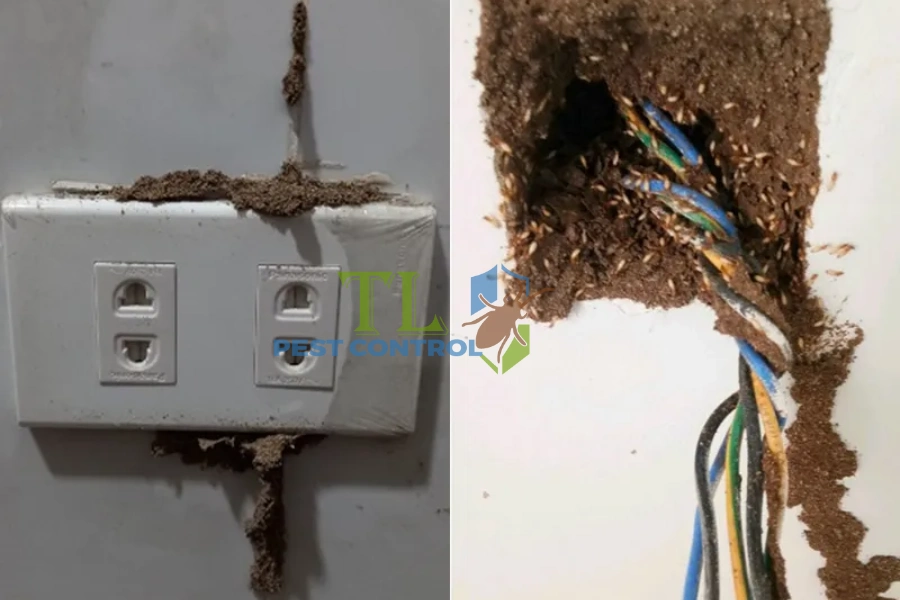 Mối Có Ăn Dây Điện Không? Hiểm Họa Cháy Nổ Và Giải Pháp Diệt Mối Triệt Để