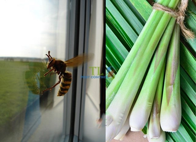 cách đuổi ong vàng ra khỏi nhà