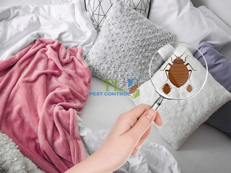 cách diệt bọ chét trong nhà