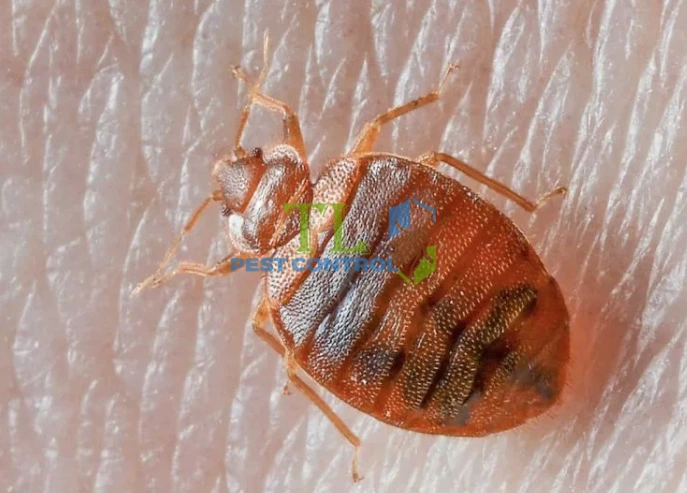 cách diệt rệp giường