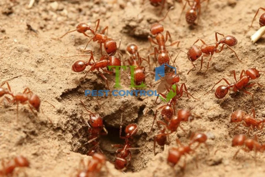 Cách Diệt Kiến Không Độc Hại Hiệu Quả Tại Nhà Cho Gia Đình