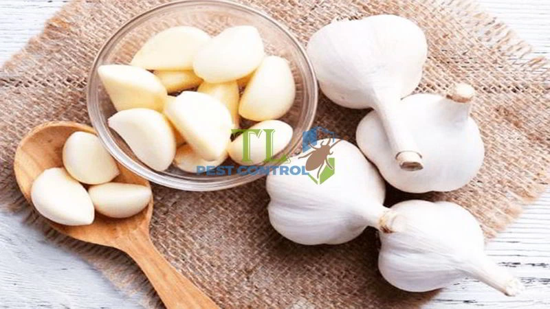 cách đuổi ong bắp cày