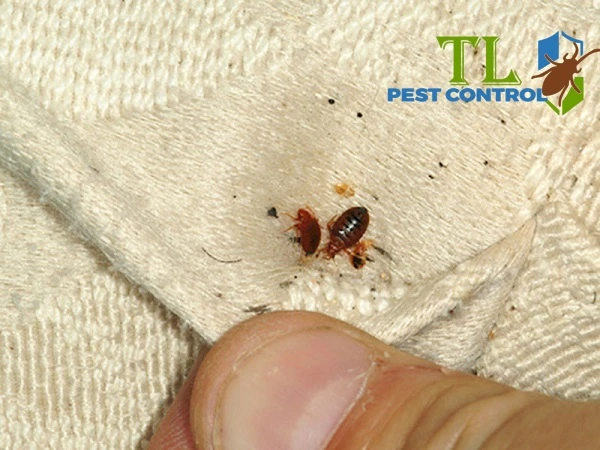 cách trị mạt giường