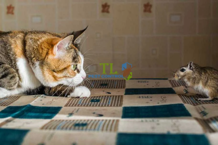 Nuôi mèo để diệt chuột 