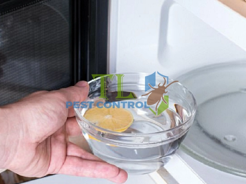 cách diệt mối trong tường nhà