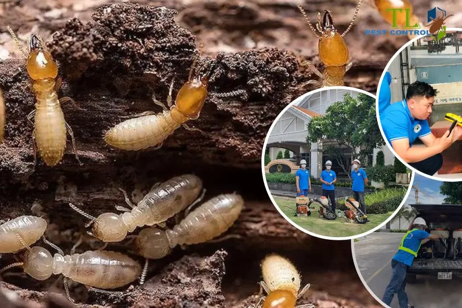# Top 9+ Địa Chỉ Diệt Mối Uy Tín, Chất Lượng Nhất Tại TPHCM