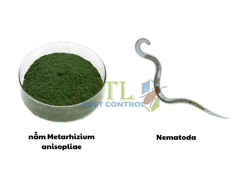  Diệt mối bằng bả sinh học