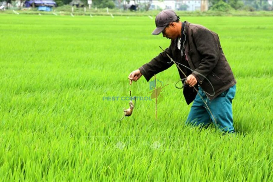 Cách Diệt Chuột Ngoài Đồng Ruộng, Ngăn Chuột Phá Hại Lúa