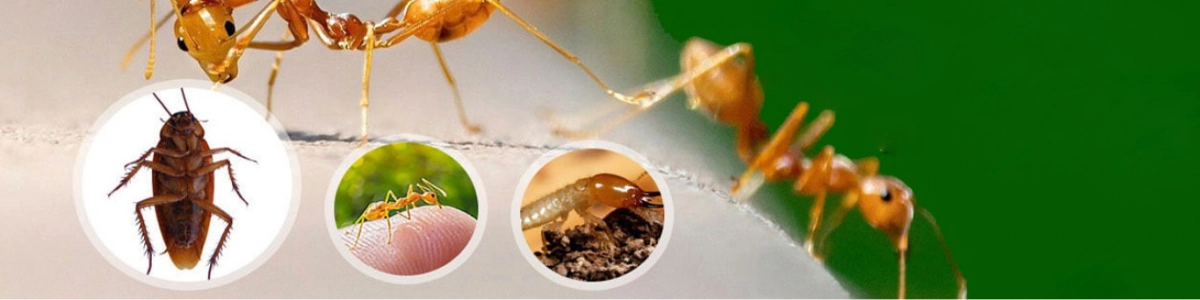 Dịch vụ diệt côn trùng tổng hợp