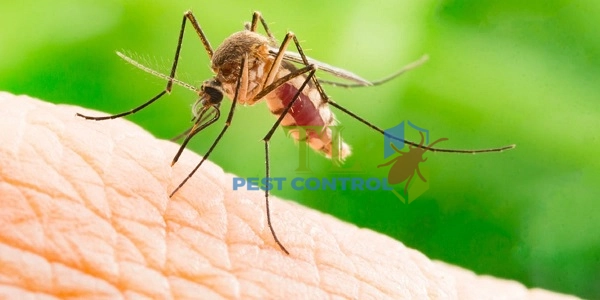 diệt muỗi quận gò vấp