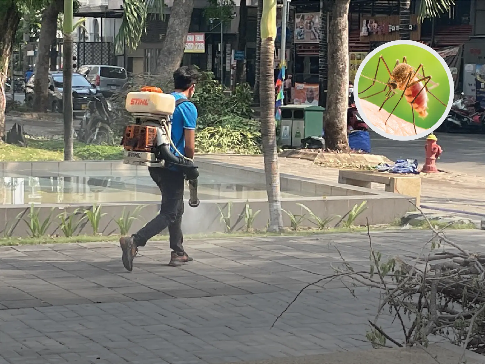 Giá dịch vụ diệt muỗi