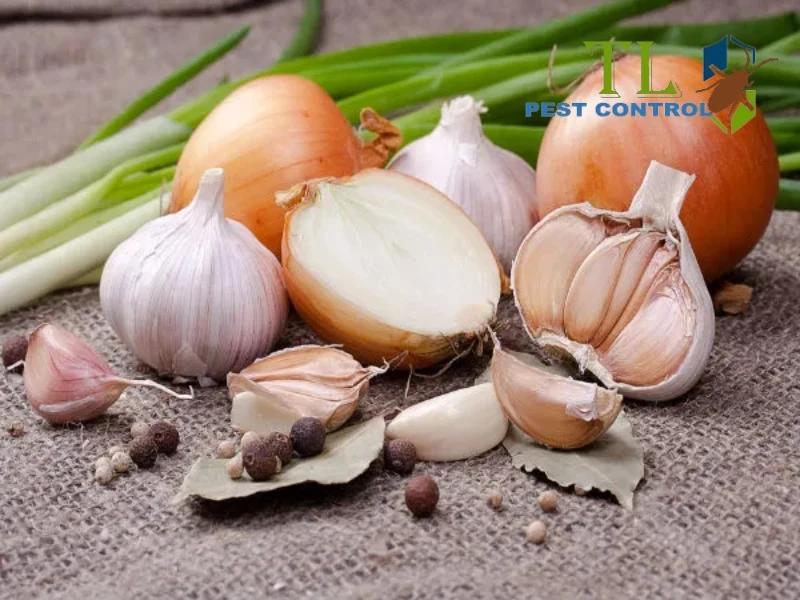 cách diệt gián trong xe ô tô