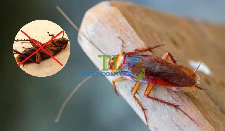cách diệt gián bằng phèn chua