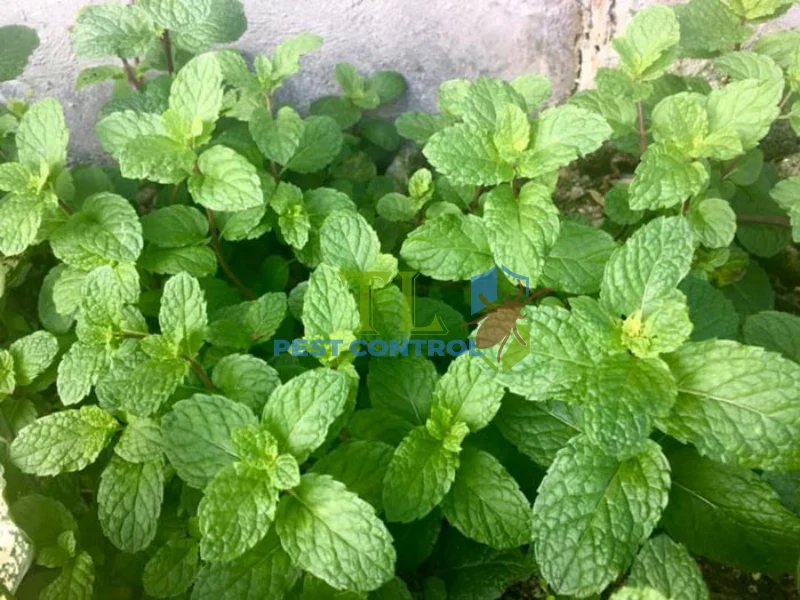 mẹo diệt ruồi trâu