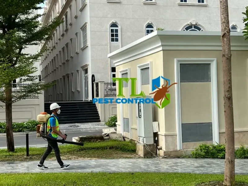 Quy trình diệt mối chuyên nghiệp của Trần Long