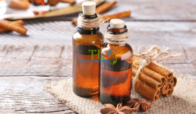 đuổi gián bằng tinh dầu