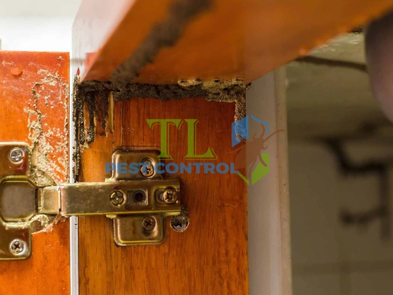 cách diệt mối cửa gỗ 