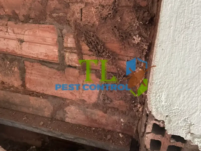 báo giá chống mối