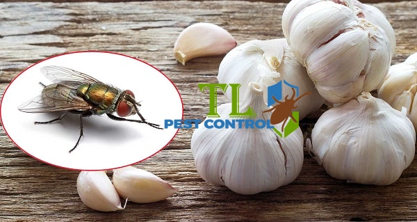 cách đuổi ruồi ở quán ăn