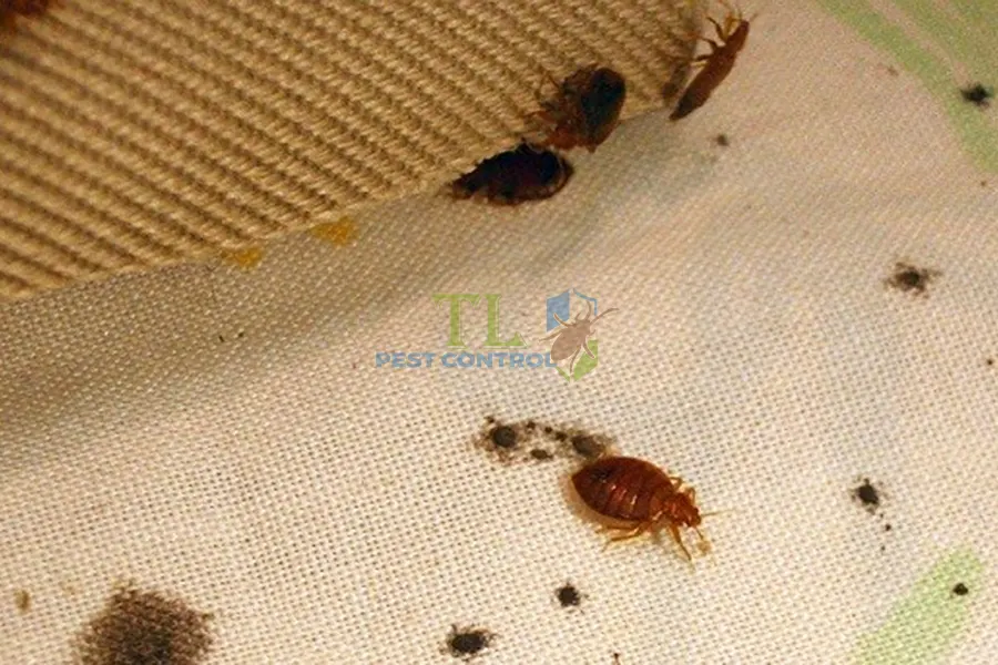 [Bật Mí] Cách Diệt Bọ Nhảy Trên Giường Tận Gốc, Hiệu Quả