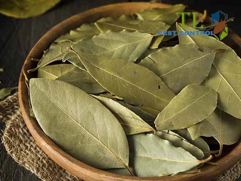 cách diệt gián trong xe ô tô