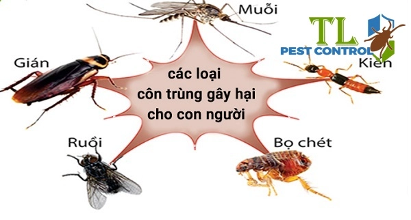 dịch vụ diệt các loài gây hại