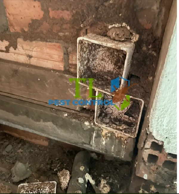 bản vẽ biện pháp thi công chống mối