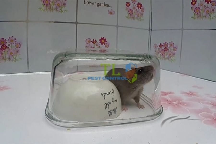 Ưu điểm các phương pháp diệt chuột dân gian 