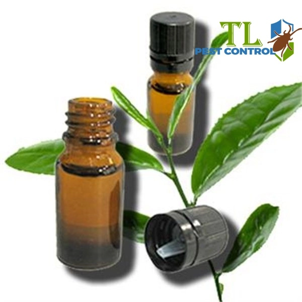 cách trị mạt giường