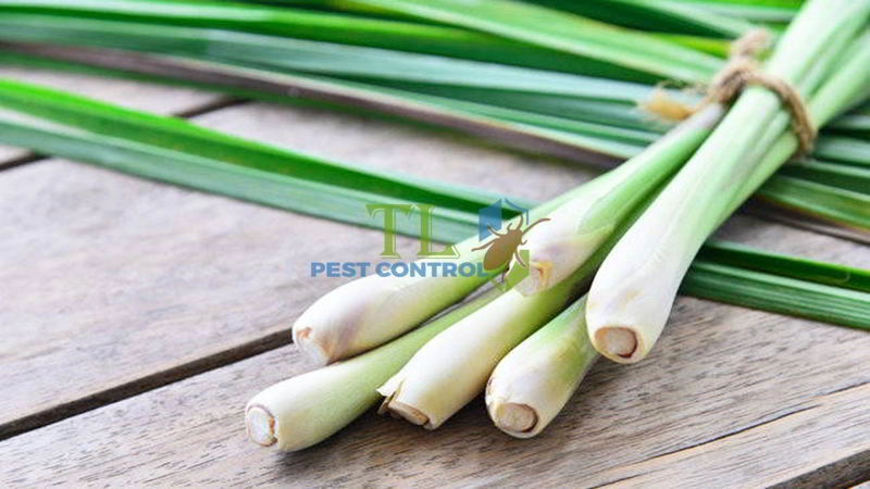 cách đuổi ong bắp cày