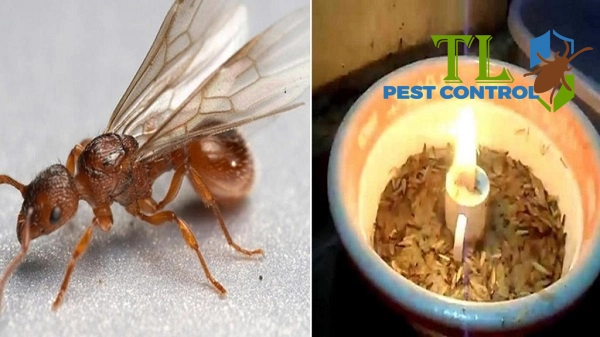 cách diệt mối cánh