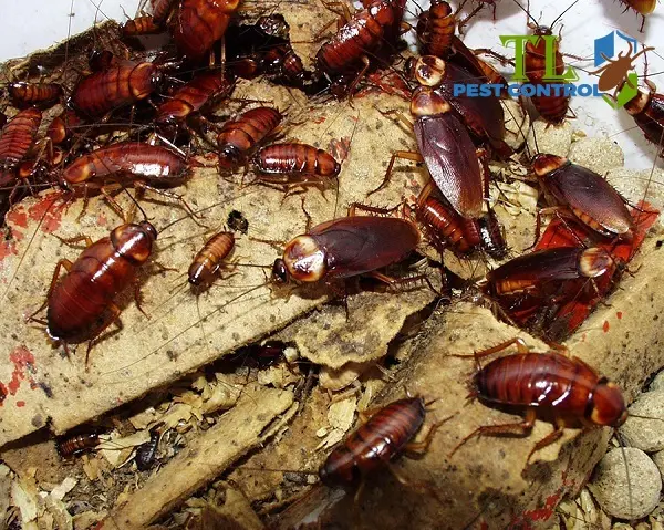dịch vụ diệt gián
